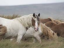 Табун лошадей отправили на штрафную стоянку в Кисловодске