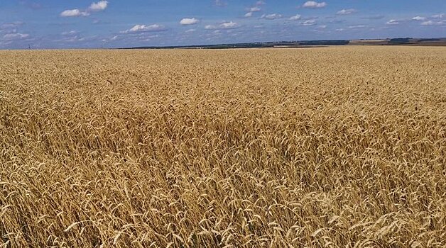 Алтайские производители зерновых получили в этом году рекордные суммы господдержки