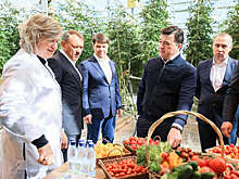 В Воскресенске запустили первую очередь крупного тепличного комплекса