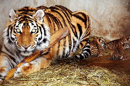 Тигрица Фрося кормила своих новорожденных малышей в крымском сафари-парке