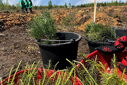 В Рязанской области в весенние месяцы намечено посадить лес на территории свыше 3 600 га