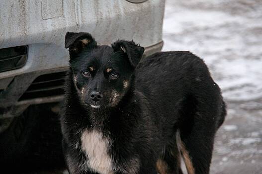 Раскрыто число ежегодно оказывающихся на улице животных в России