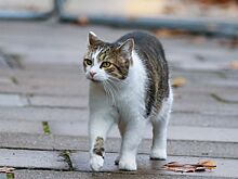 Чем известен самый влиятельный кот Великобритании