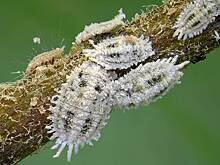 Мучнистый червец: как избавиться от вредителя на комнатных растениях и предотвратить его появление