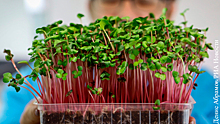 Эксперты рассказали, как вырастить на подоконнике микрозелень
