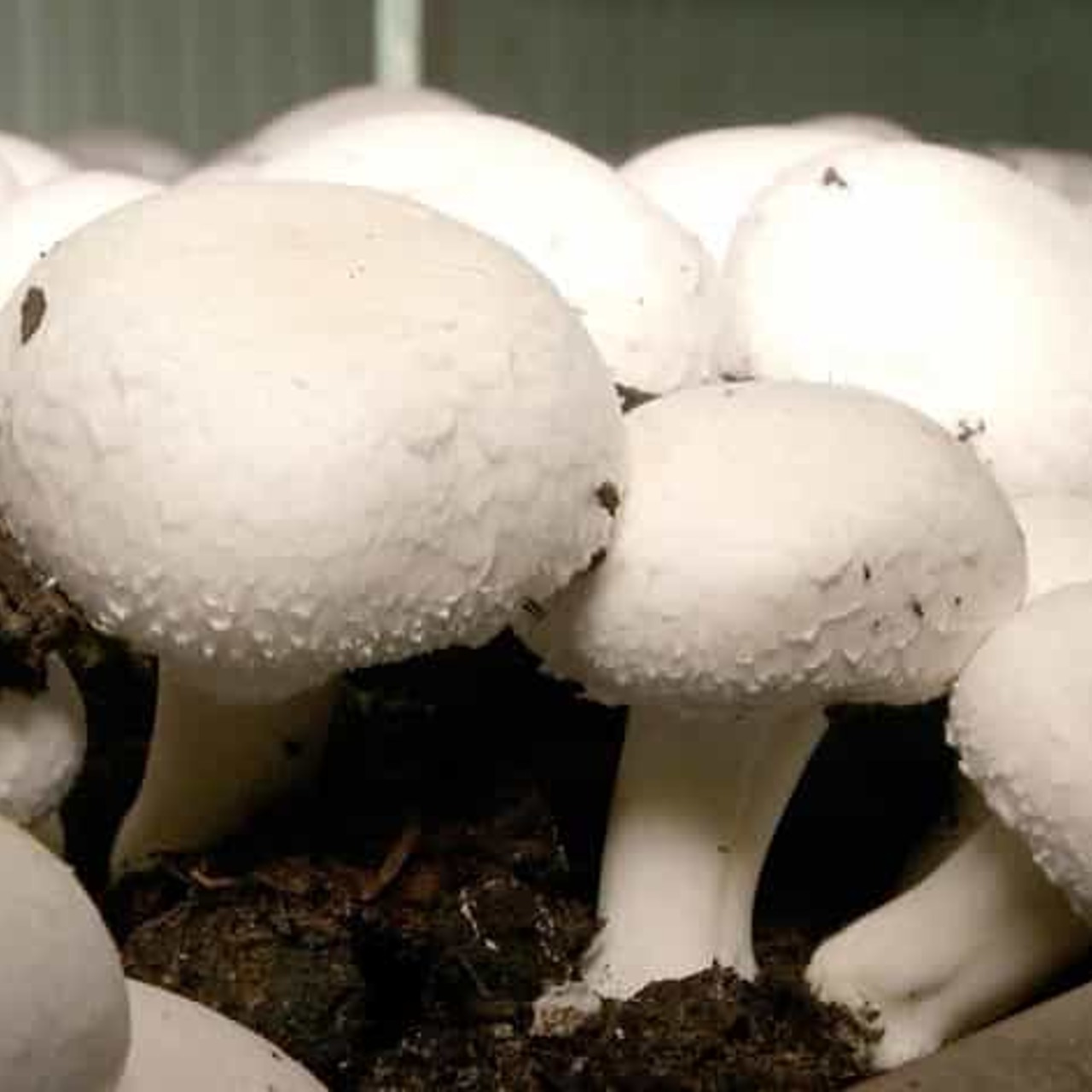 Выращивание грибов шампиньонов в домашних. Мицелия грибов шампиньон полевой. Грибница шампиньонов. Шампиньоны растут. Выращивание грибов в домашних условиях.