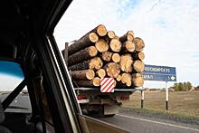 Новосибирские депутаты разрешат властям пресекать незаконный сбыт льготной древесины