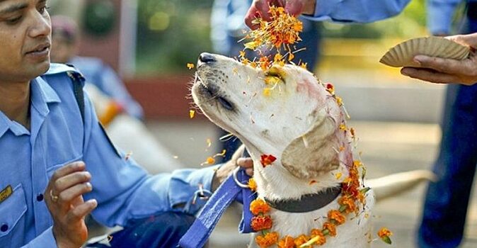 Индиец очистил свою карму: женился на собаке