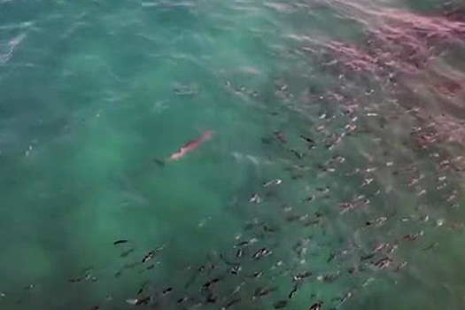 Азартная акула снесла стоявшего на ее пути туриста