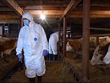 Эпидбригады ветеринаров проверяют скот в Новосибирской области