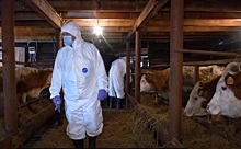 Эпидбригады ветеринаров проверяют скот в Новосибирской области