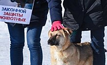"Думаете, там кому-то нужны эти собаки?": трудности отлова бродячих животных в Татарстане