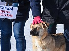 "Думаете, там кому-то нужны эти собаки?": трудности отлова бродячих животных в Татарстане