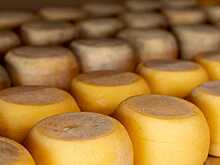 «Молвест» инвестирует 400 млн рублей в расширение производство сыров