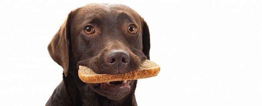 Собака ворует хлеб, когда хозяев нет дома. Они удивились, когда узнали, зачем она так делает