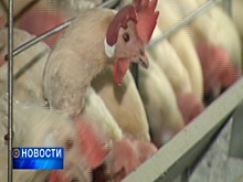 На татарстанской птицефабрике в Лаишево, где и произошла вспышка птичьего гриппа, не соблюдались санитарные нормы