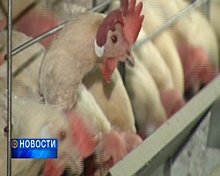 На татарстанской птицефабрике в Лаишево, где и произошла вспышка птичьего гриппа, не соблюдались санитарные нормы