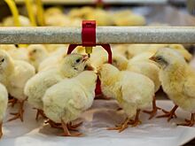 Жертвы импортозамещения: кто выиграл и проиграл от контрсанкций