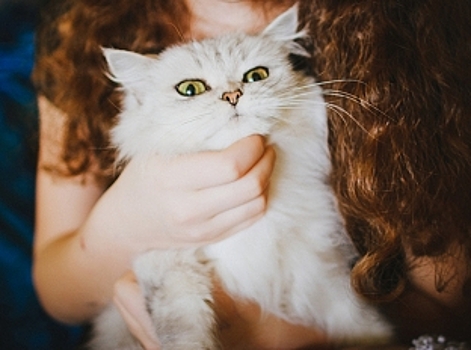 Звезды и их питомцы: Самые популярные кошки Instagram