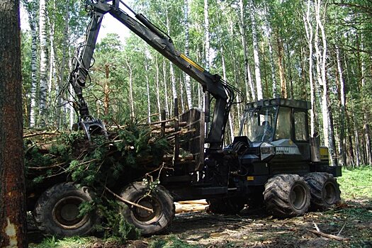 В Кузбассе будут перерабатывать низкосортную древесину
