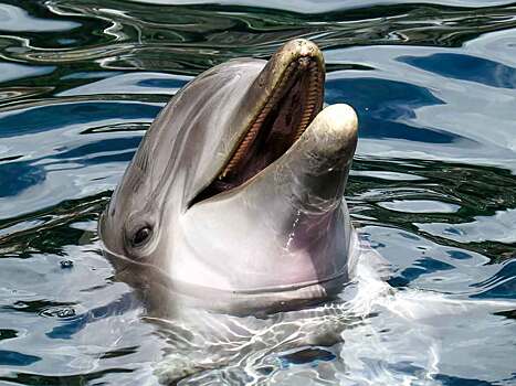 Мертвого дельфина пустили под нож