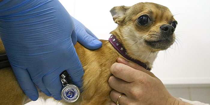 Еще 40 пунктов вакцинации от бешенства откроют около площадок для выгула собак в Москве в апреле