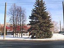 Обгадили всю сосну: деревья в Гидрострое больше не пахнут хвоей