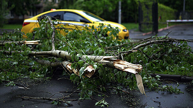 В Москве ветер повалил более 340 деревьев