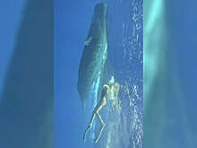 На Маврикии блогершу Погребняк пришлось спасать от кита