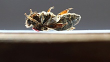 «Пчелиный апокалипсис, мор и даже геноцид»: к чему может привести вымирания пчел