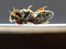 «Пчелиный апокалипсис, мор и даже геноцид»: к чему может привести вымирания пчел