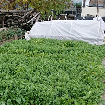 Блестящий результат: сидераты без перекопки