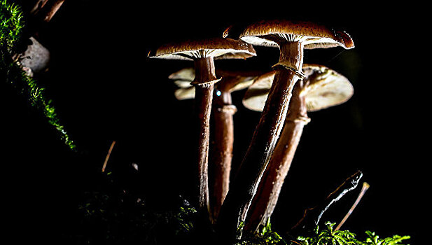 В Полистовском заповеднике в Псковской области обнаружены редкие грибы