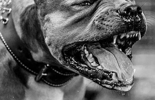 Хозяйку искусавшего ребенка питбуля наказали в Новосибирске