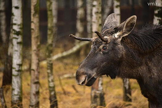 Драка двух лосей в Подмосковье испугала пользователей Сети