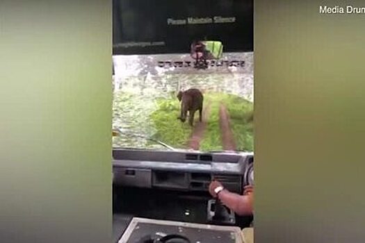 Разъяренный слон разбил лобовое стекло джипа с туристами