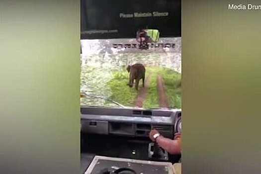 Разъяренный слон разбил лобовое стекло джипа с туристами