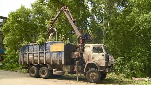 У трассы в Арбекове незаконно спилили здоровые березы