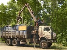 У трассы в Арбекове незаконно спилили здоровые березы