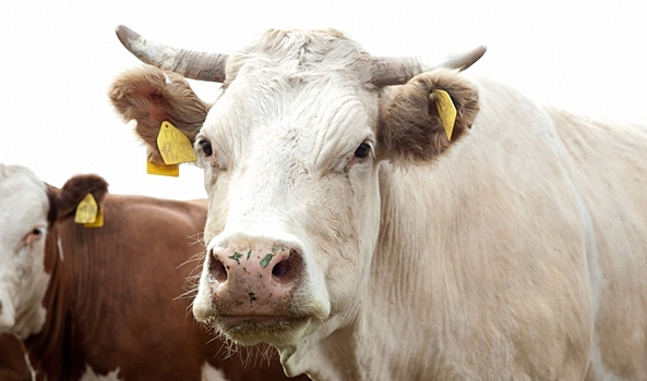В Волгоградской области создали два центра по разведению скота