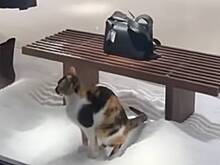 Россиянка сняла на видео справляющую нужду кошку в магазине Massimo Dutti в Турции