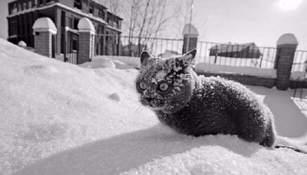 20 фото, доказывающих, что кошки не созданы для зимы