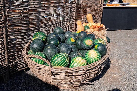 Аграрии впервые стали выращивать арбузы в Геленджике