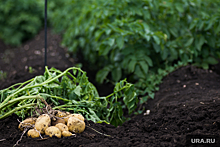 В Челябинске в полтора раза выросла стоимость семенного картофеля