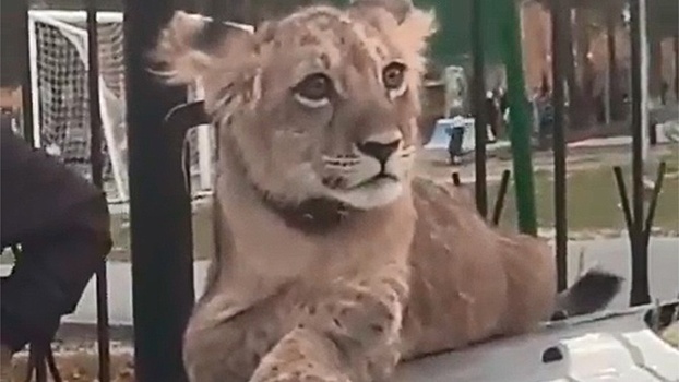 Гуляющий по поселку под Сургутом лев попал на видео