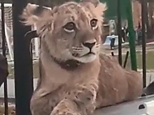 Гуляющий по поселку под Сургутом лев попал на видео