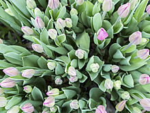 Из теплицы с любовью: под Петербургом начали срезать цветы к 8 Марта