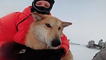 «Одиссея» арктического пса: что стало со спасенной «Военной приемкой» собакой