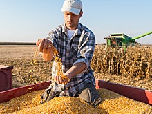 С 27 марта в России обнулят экспортную пошлину на кукурузу