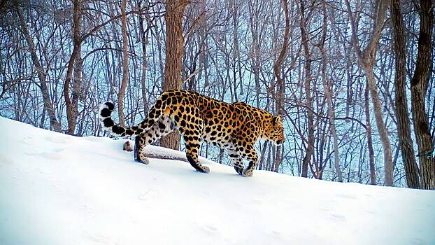 Получивший имя известного российского певца леопард расширил свои владения